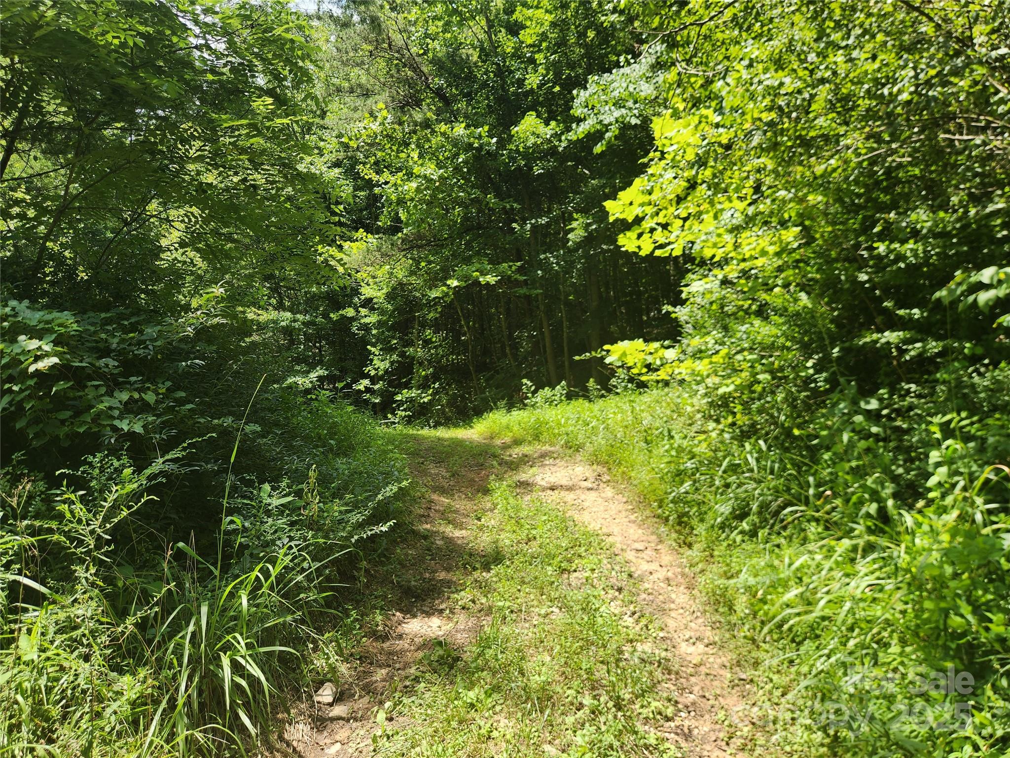 2003 Zacks Fork Road Lenoir, NC 28645 - Photo 18 of 26 a view of a tree with lots of bushes