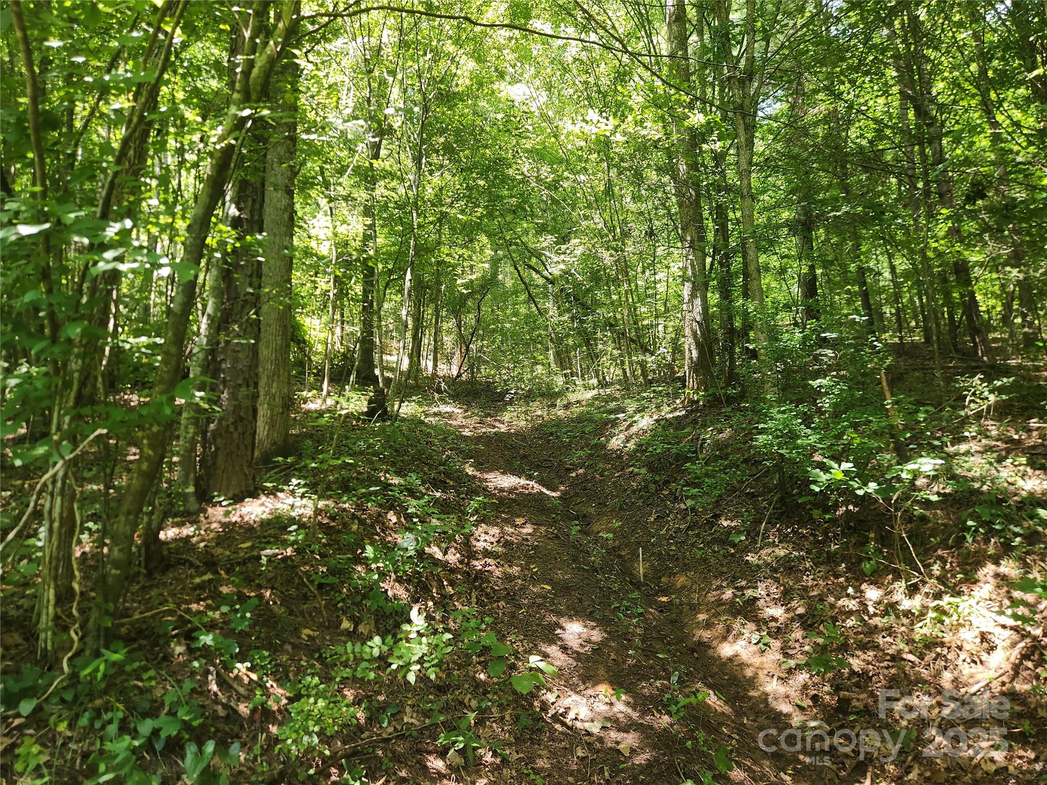 2003 Zacks Fork Road Lenoir, NC 28645 - Photo 20 of 26 a view of a lush green forest