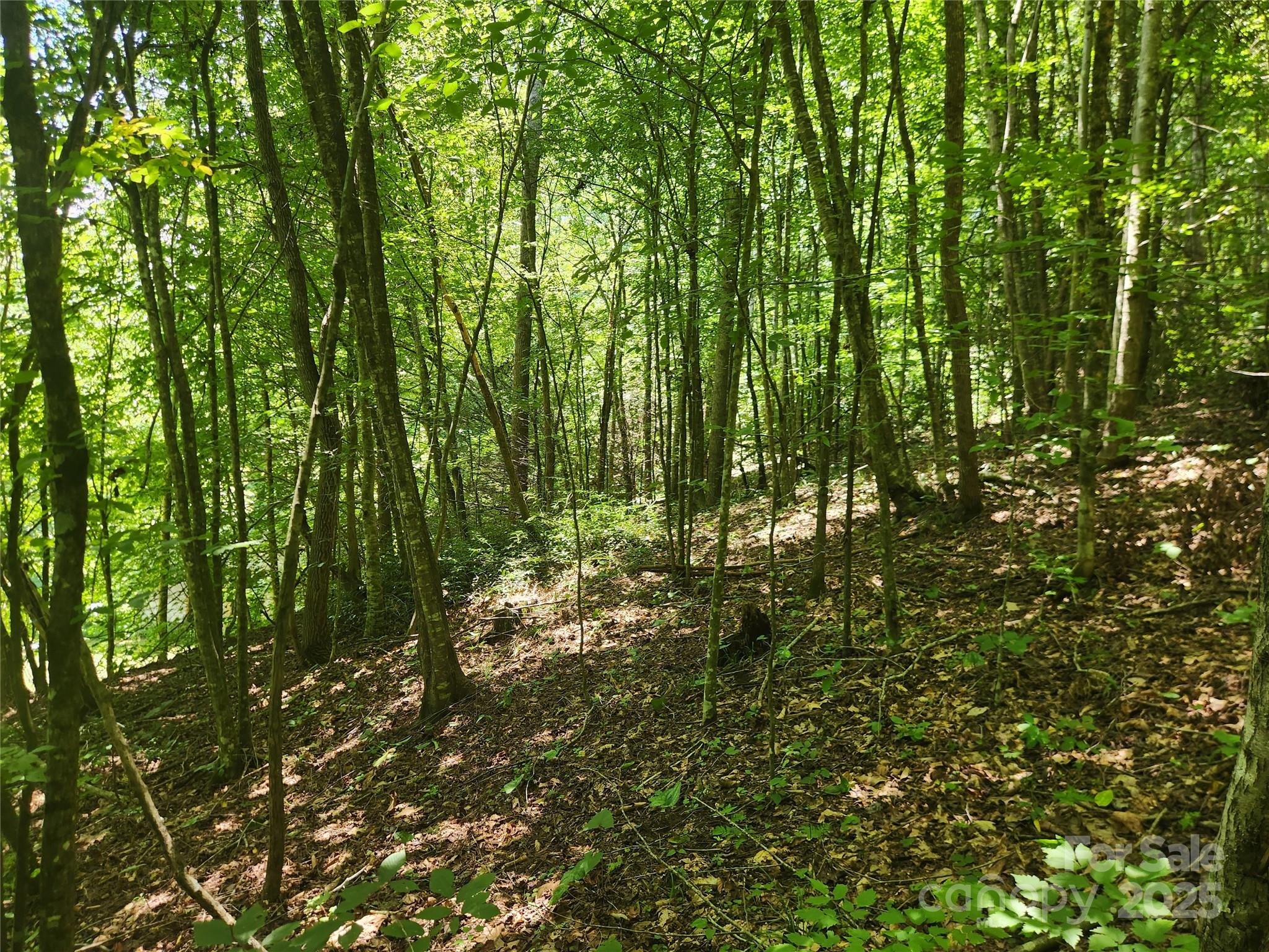 2003 Zacks Fork Road Lenoir, NC 28645 - Photo 21 of 26 a view of forest