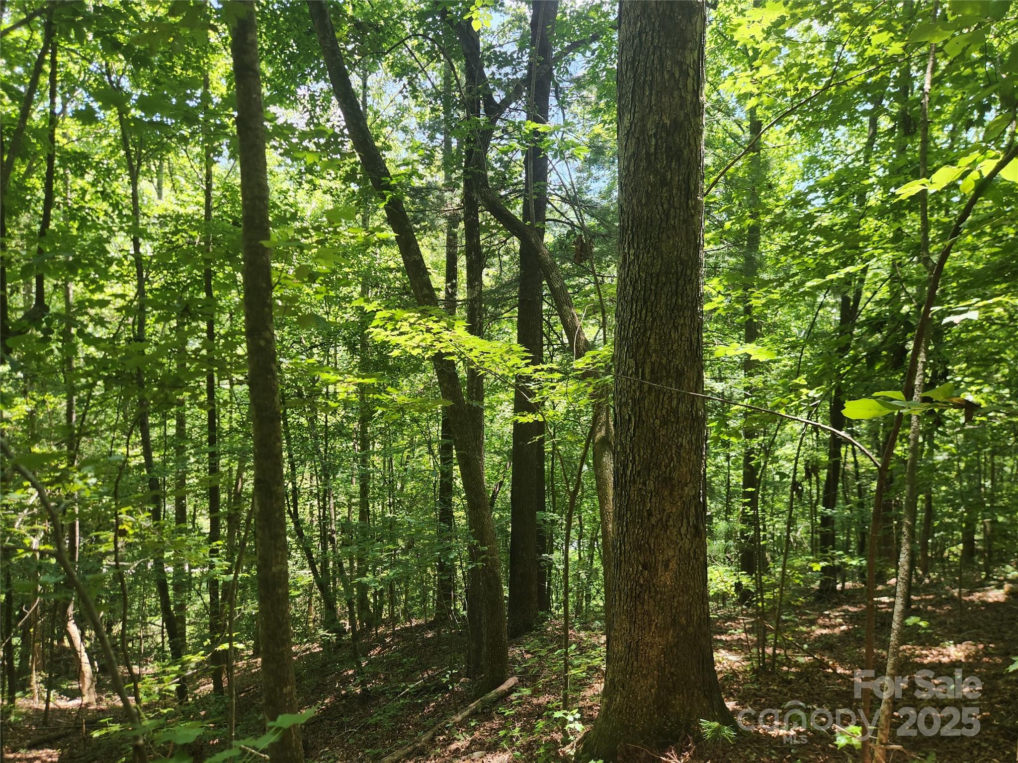 2003 Zacks Fork Road Lenoir, NC 28645 - Photo 23 of 26 a view of forest