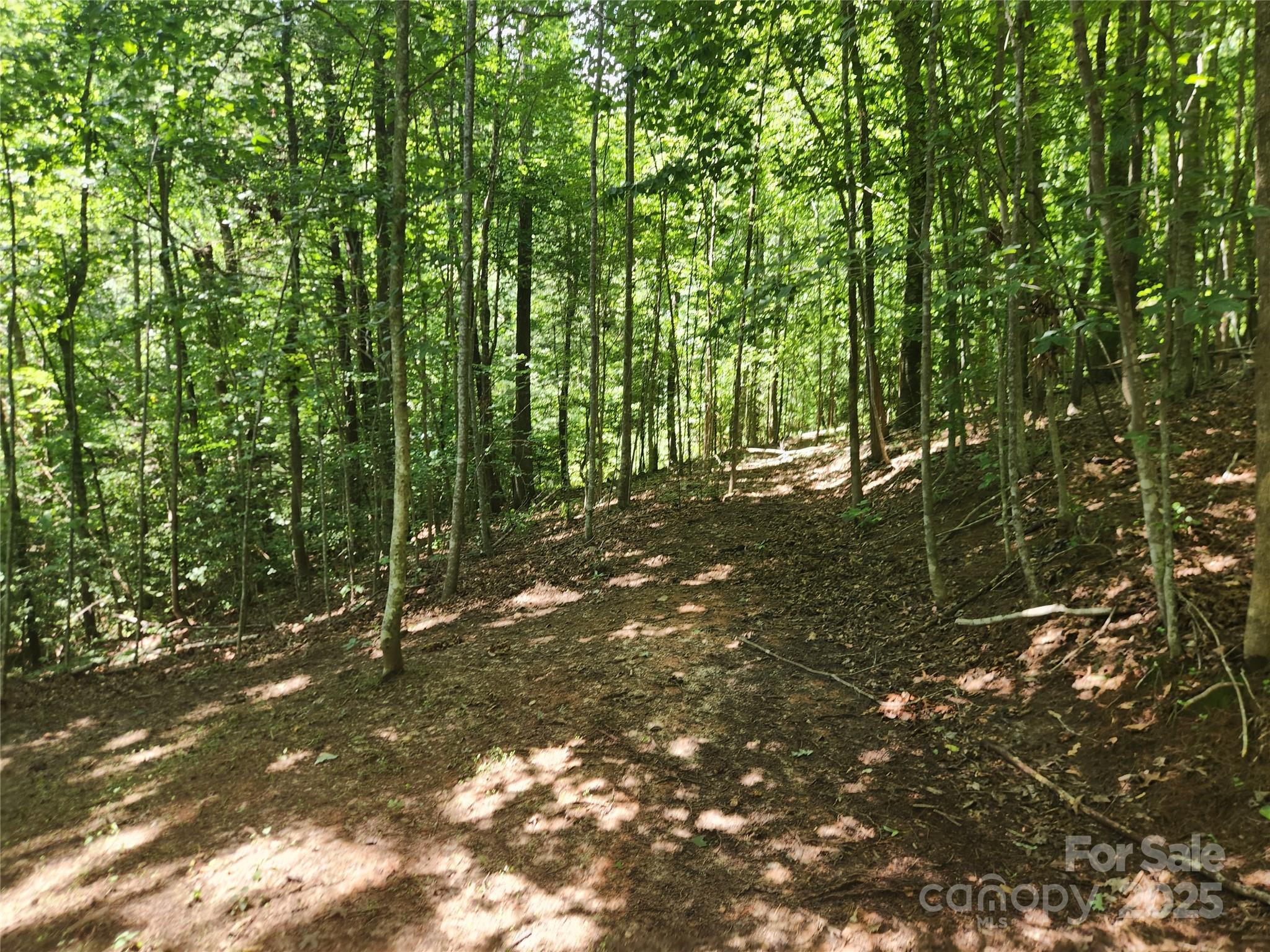 2003 Zacks Fork Road Lenoir, NC 28645 - Photo 25 of 26 a view of forest