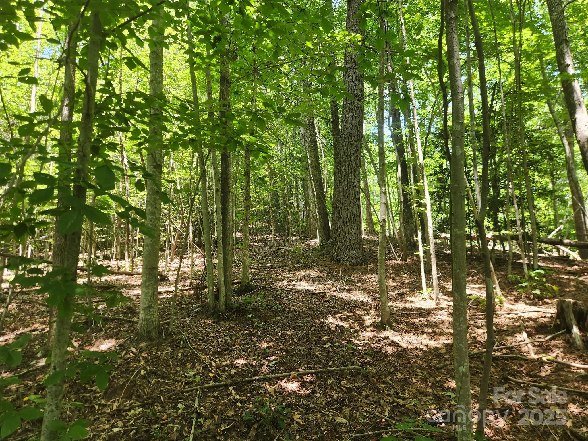 2003 Zacks Fork Road Lenoir, NC 28645 - Photo 6 of 26 a view of outdoor space and trees