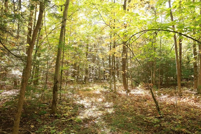 0 Dallinger Road New Haven, VT 05472 - Photo 4 of 10