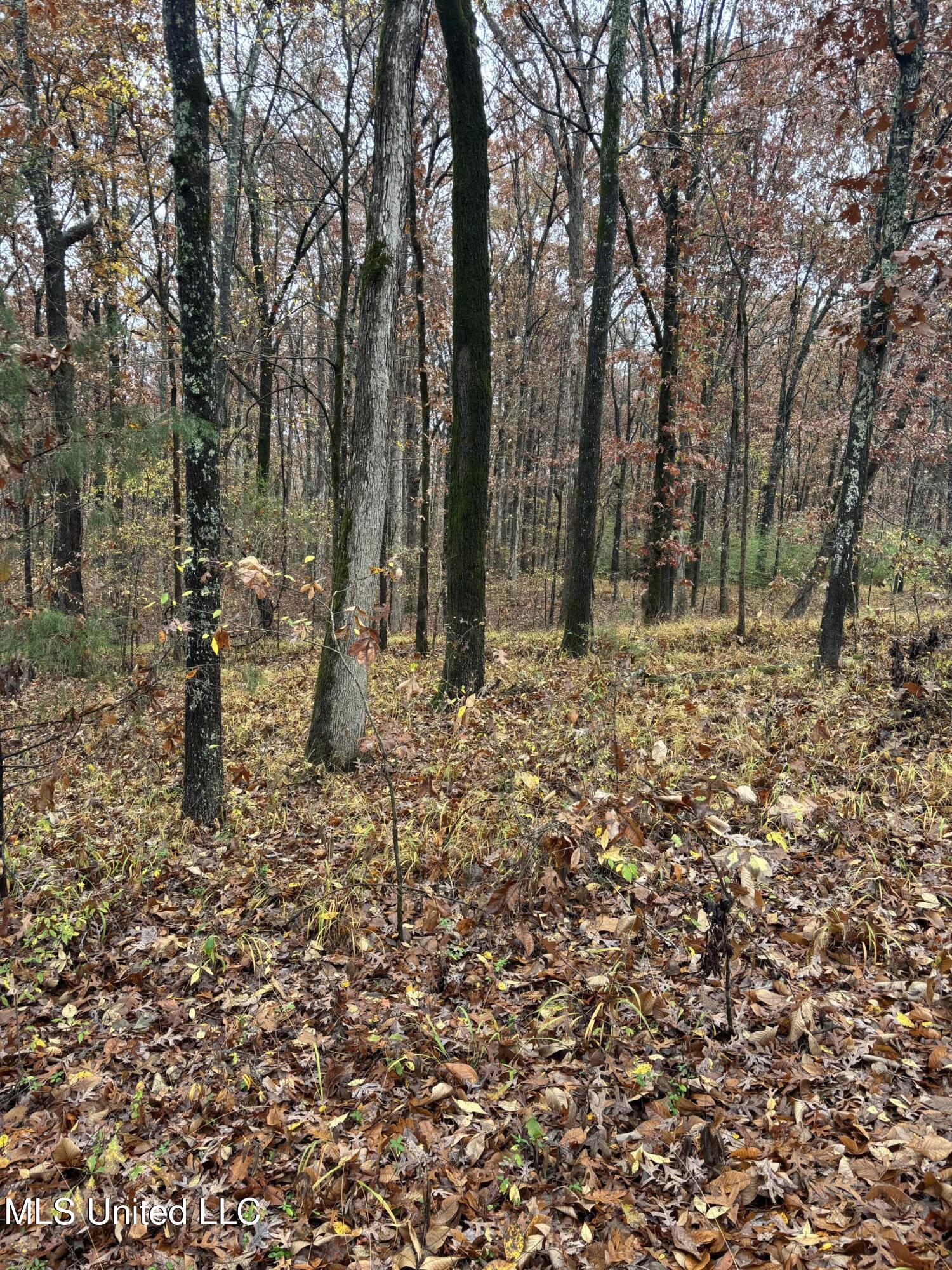 Alexander Drive Olive Branch, MS 38654 - Photo 3 of 7 IMG_0989