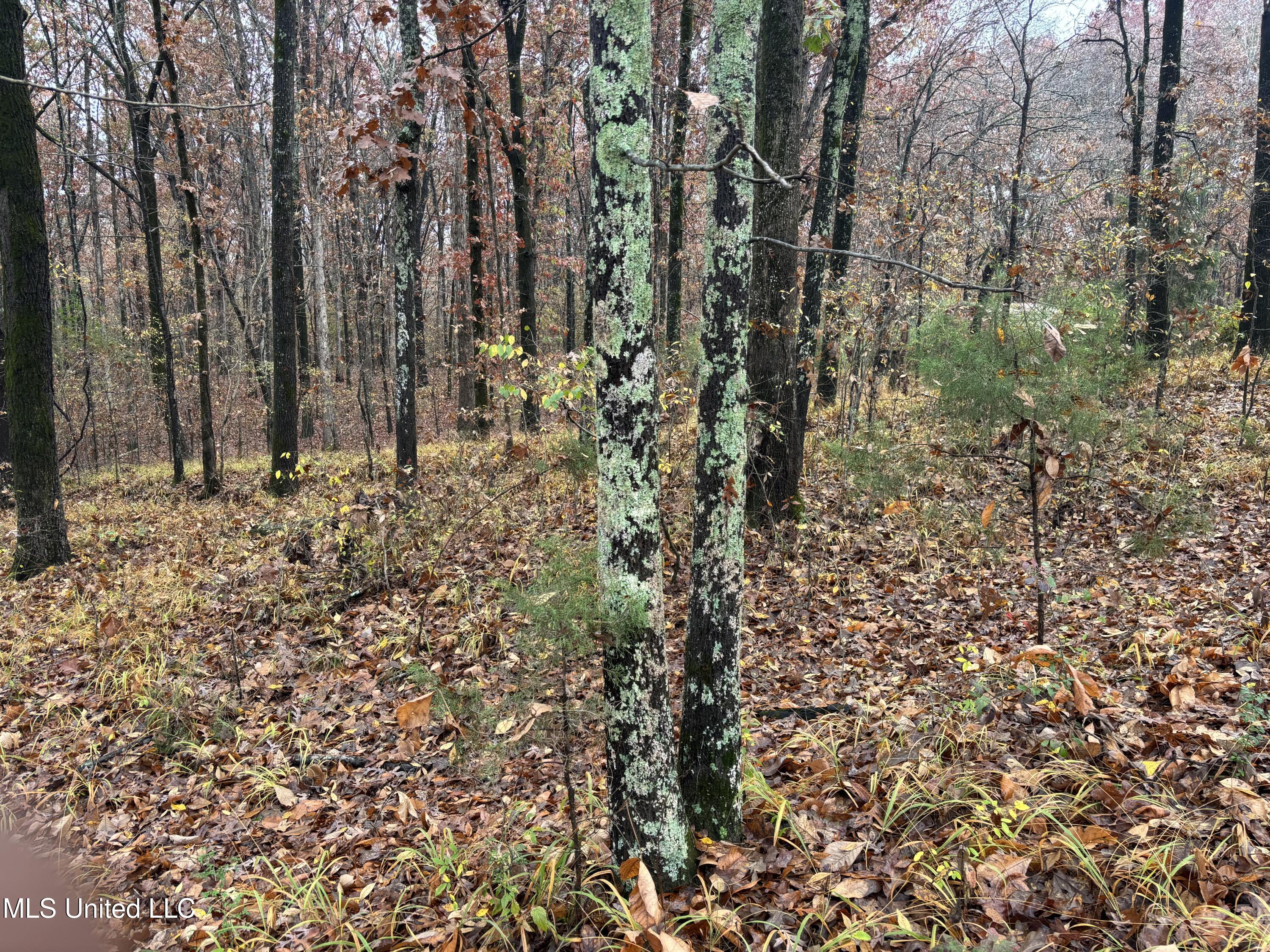 Alexander Drive Olive Branch, MS 38654 - Photo 4 of 7 IMG_1001