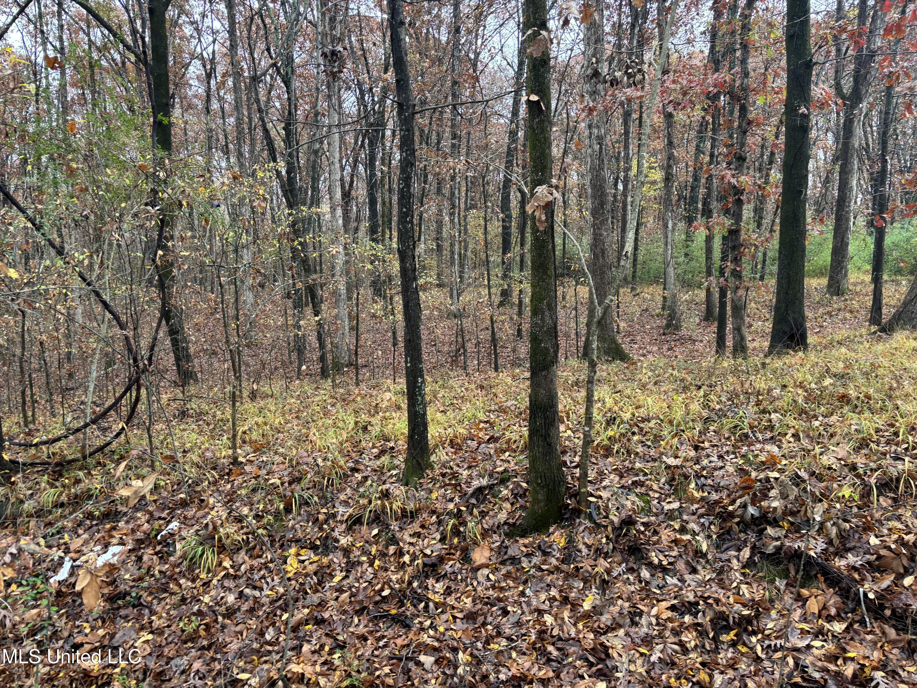 Alexander Drive Olive Branch, MS 38654 - Photo 6 of 7 IMG_0997