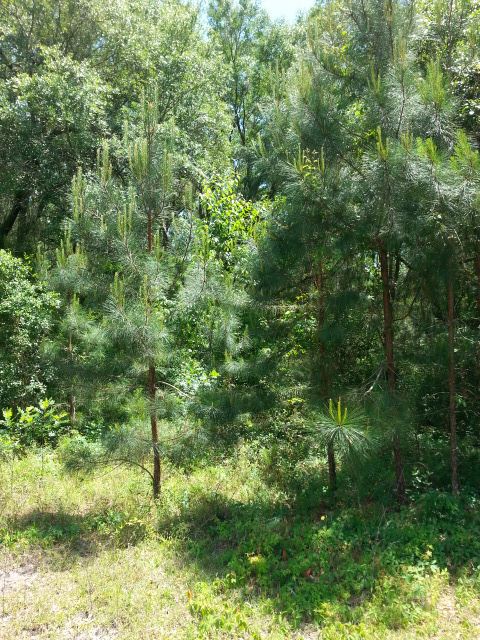 2333 Pecks Road Perry, FL 32347 - Photo 3 of 5