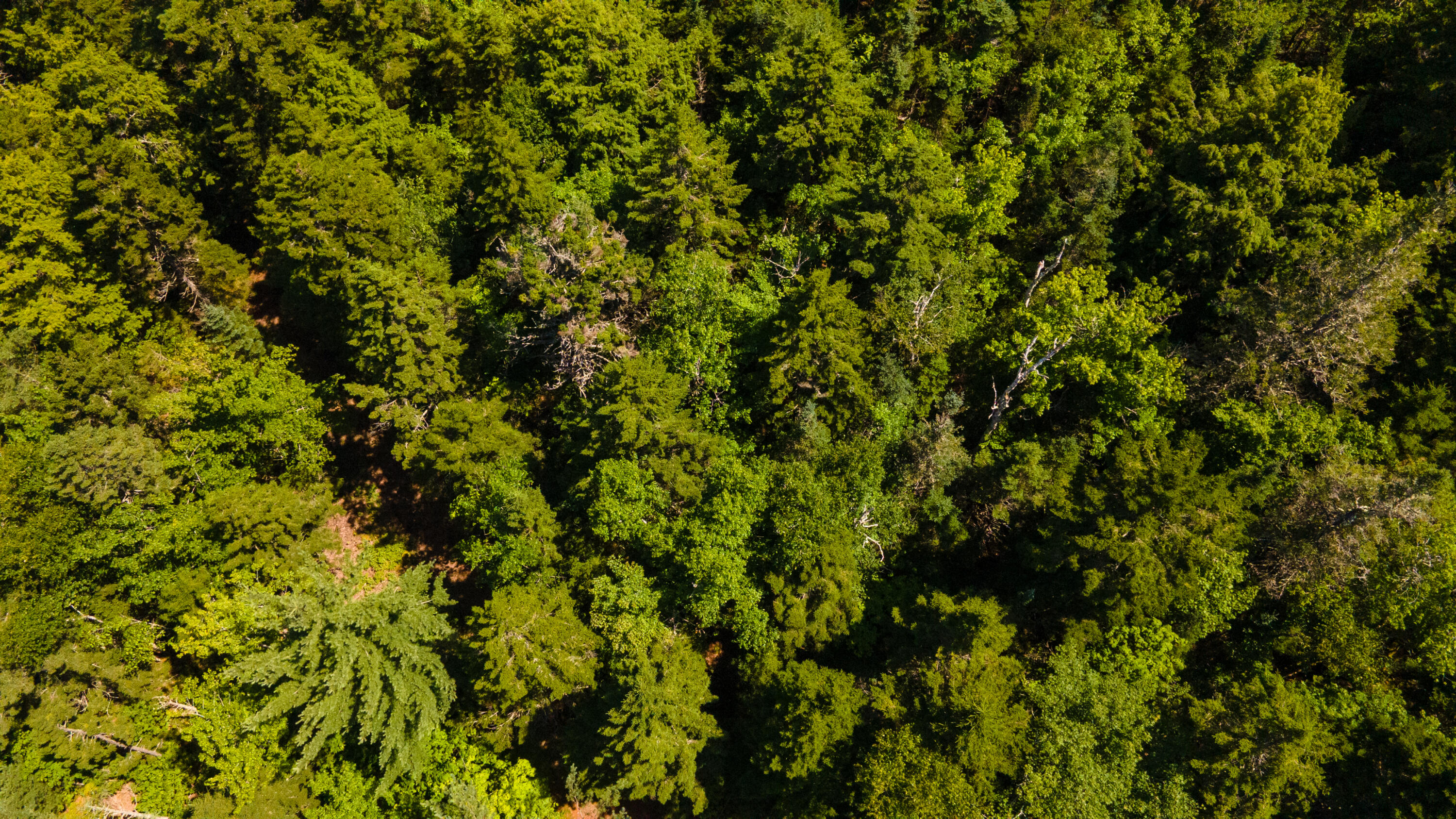 Lot 23 Northfield Road Marshfield, ME 04654 - Photo 24 of 35 SIX MILE AND MARKS LAKE-005