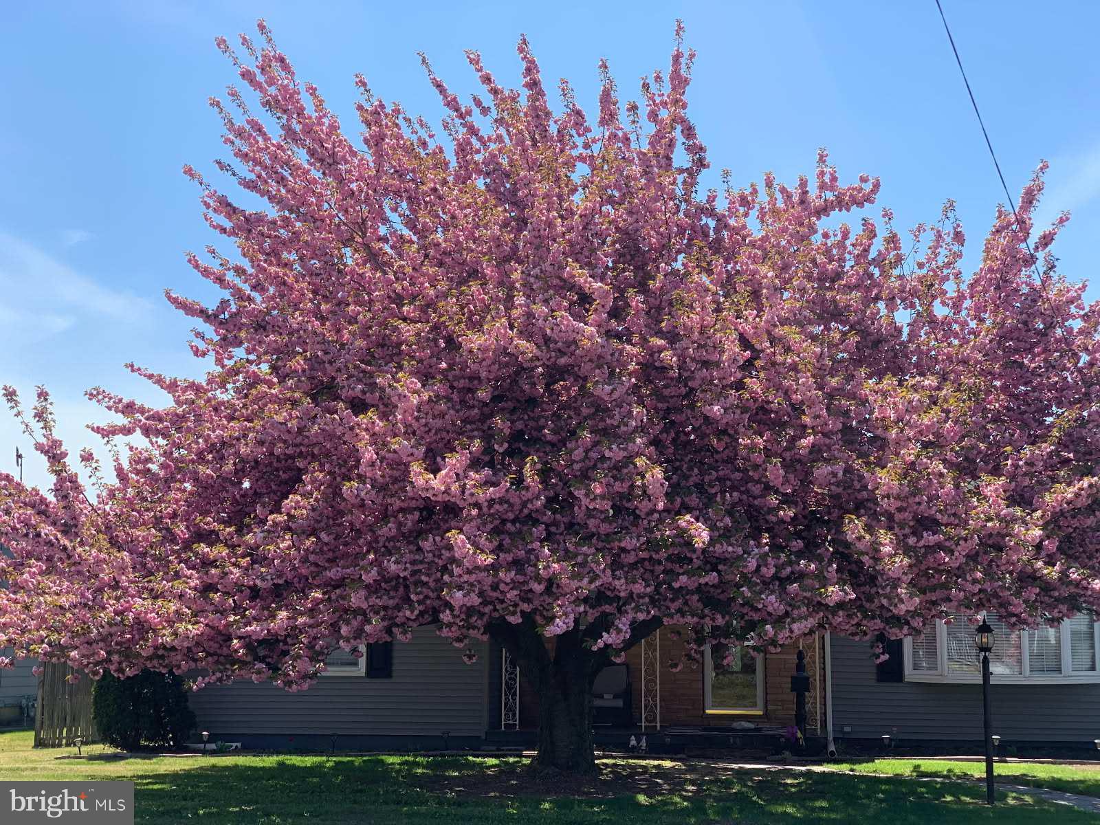520 Rutgers Avenue Burlington, NJ 08016 - Photo 26 of 29 front view of a house with a tree