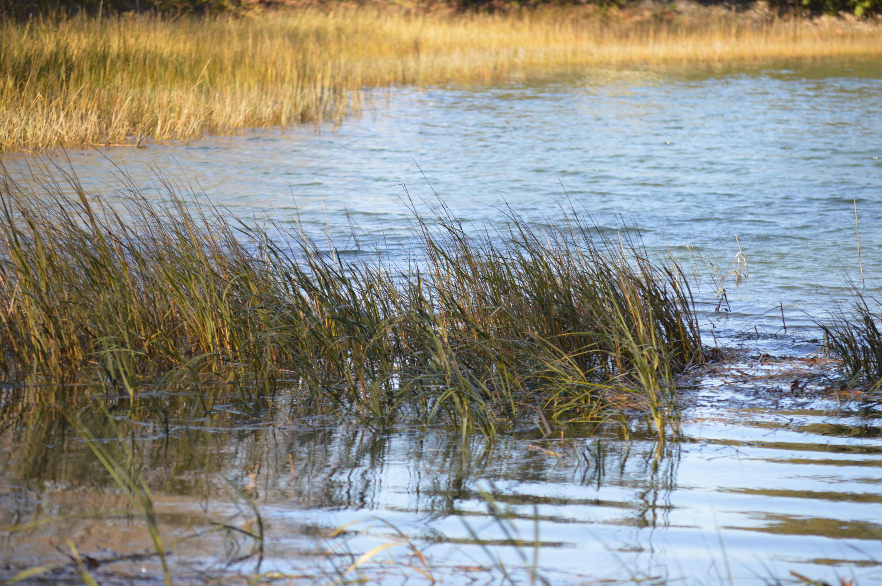 5 Windmill Road Buzzards Bay, MA 02532 - Photo 50 of 53 Marsh area