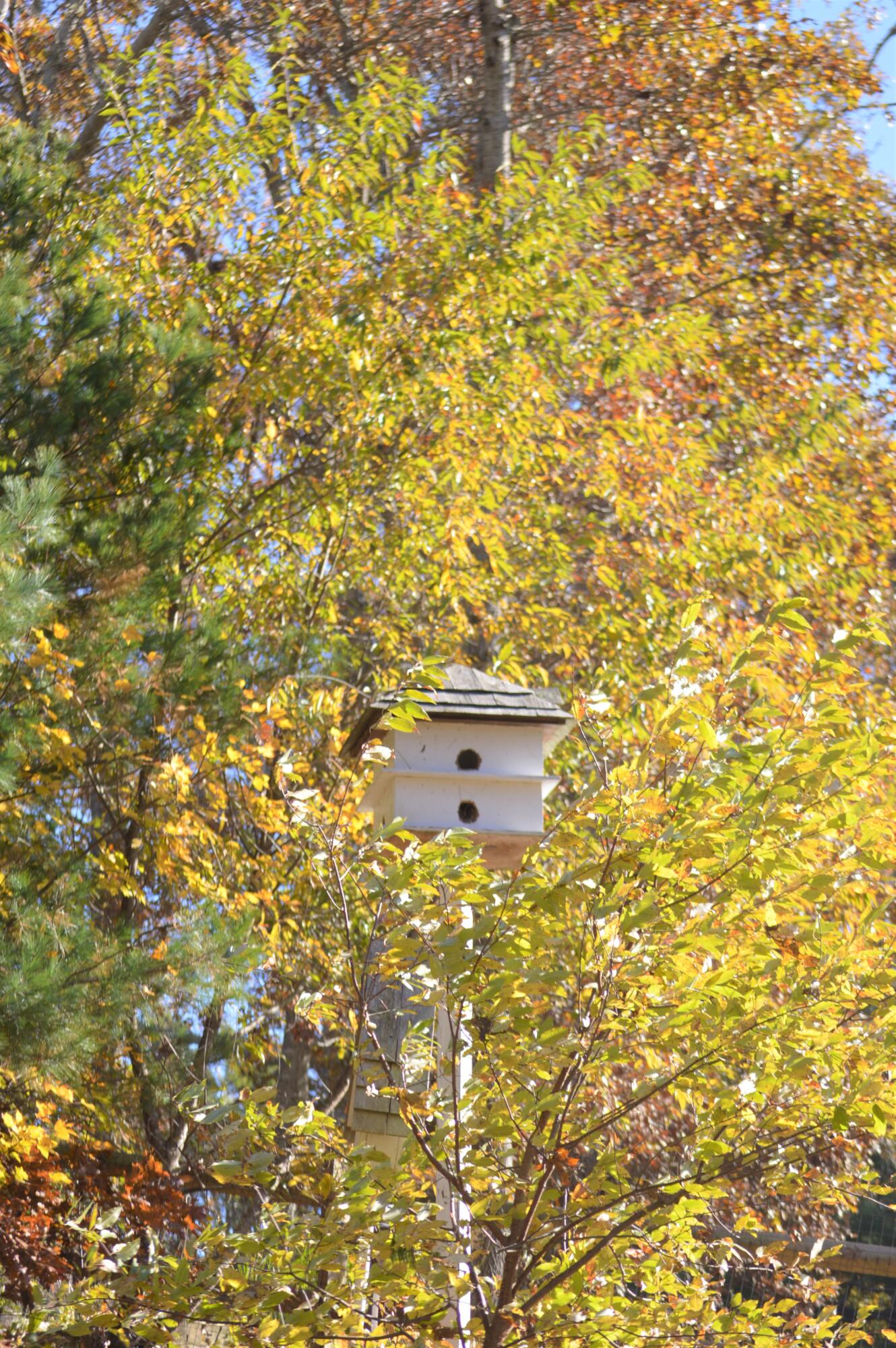 5 Windmill Road Buzzards Bay, MA 02532 - Photo 51 of 53 Bird house
