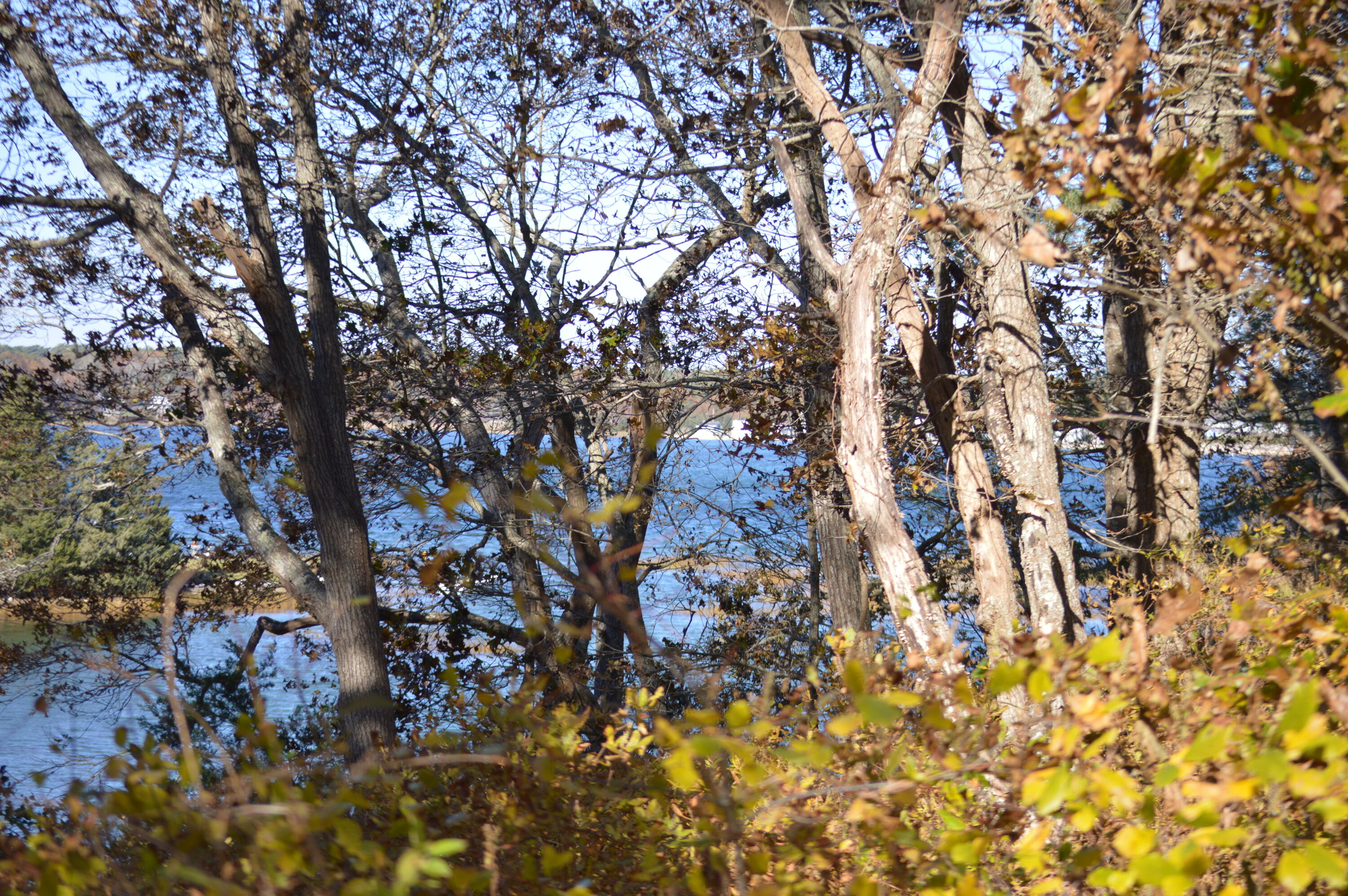 5 Windmill Road Buzzards Bay, MA 02532 - Photo 52 of 53 Yard view