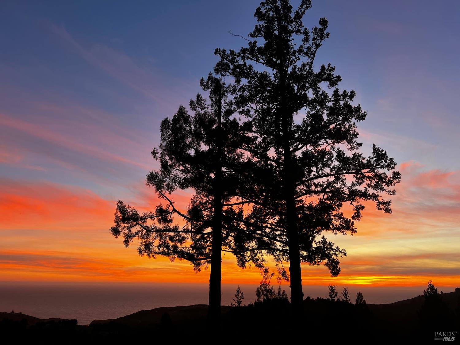 3100 Muniz Ranch Road Jenner, CA 95450 - Photo 54 of 62 a view of a tree with a tree in the background