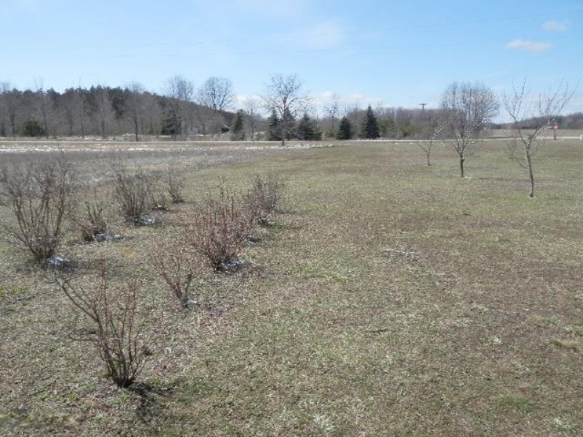 9055 Potter Road Bear Lake, MI 49614 - Photo 25 of 28 Blueberry patch and young orchard