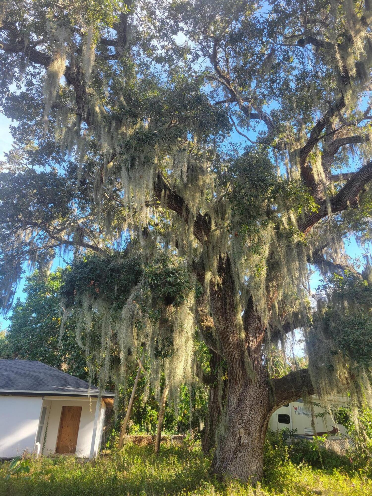 1817 Palm Boulevard Melbourne, FL 32901 - Photo 2 of 35 a backyard of a house with lots of green space