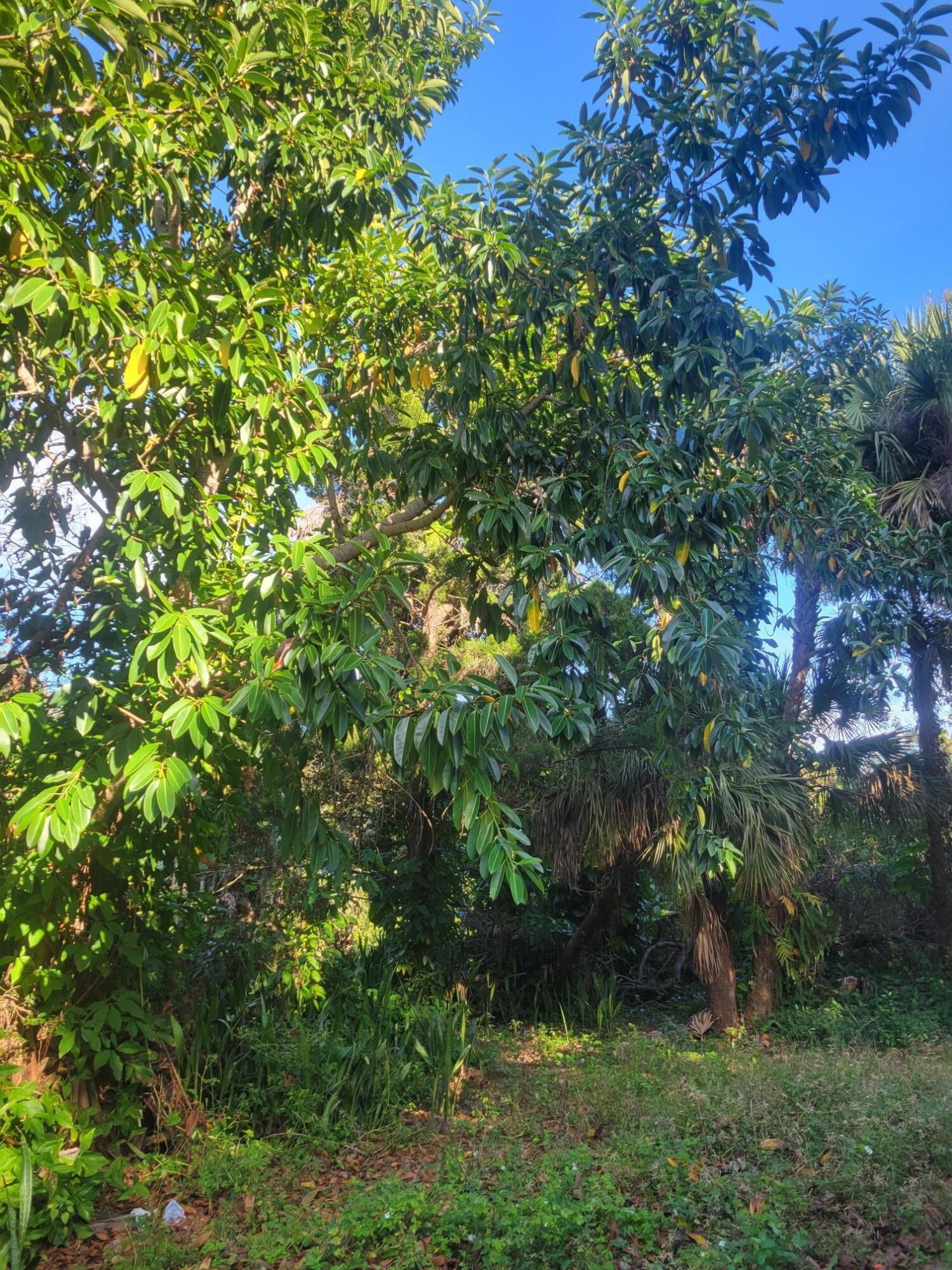 1817 Palm Boulevard Melbourne, FL 32901 - Photo 27 of 35 a view of a tree