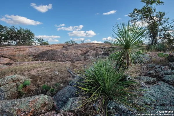 a view of a plant in a yard