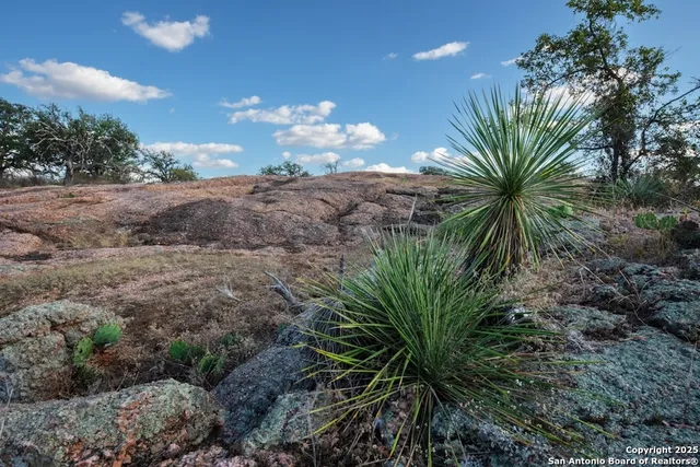 a view of a plant in a yard