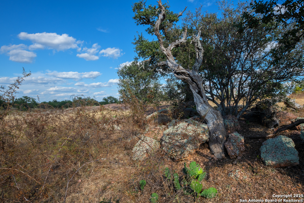 Tbd Blackjack Road Brady, TX 76842 - Photo 5 of 16 a view of a yard with a tree