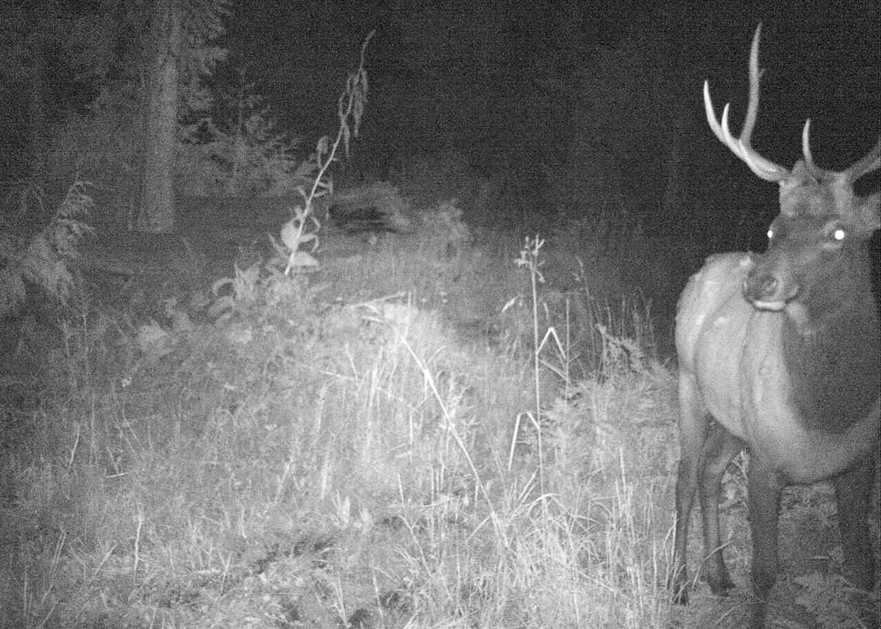 Xxxxx Cedar Creek Road Ione, WA 99139 - Photo 17 of 20 Gallery Image 17