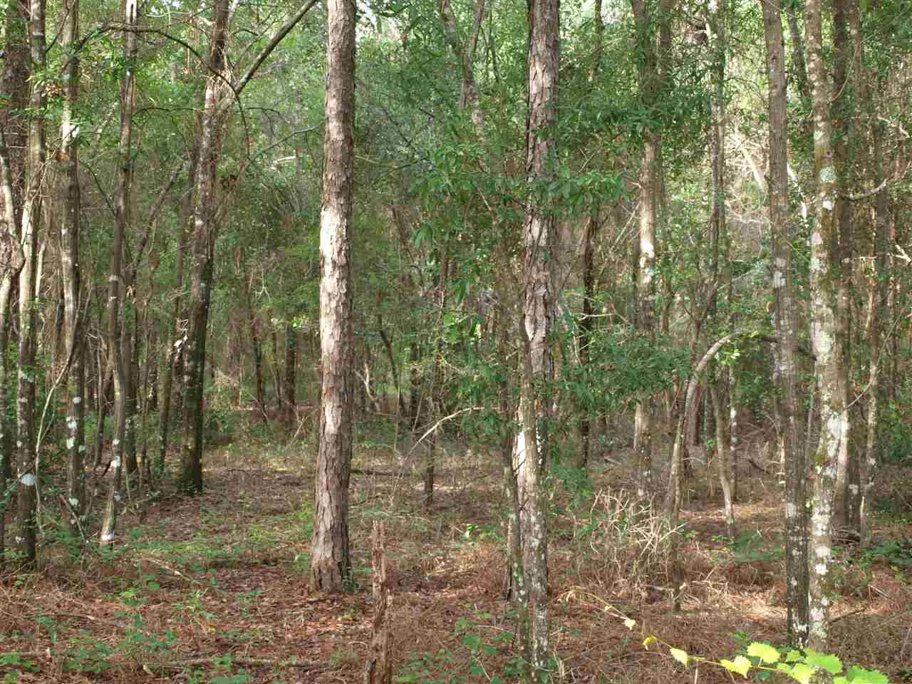 10251 Tram Road Tallahassee, FL 32311 - Photo 3 of 4 Gallery Image 3