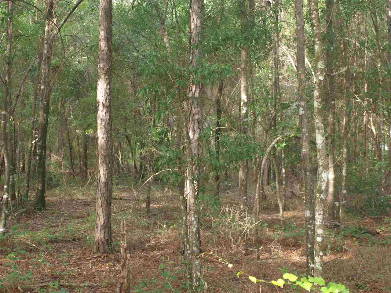 10251 Tram Road Tallahassee, FL 32311 - Photo 4 of 4 Gallery Image 4