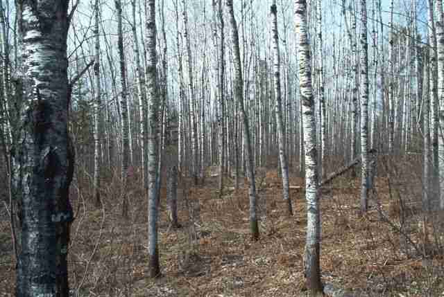 Lot 2 Pinewood Lane Babbitt, MN 55706 - Photo 1 of 2