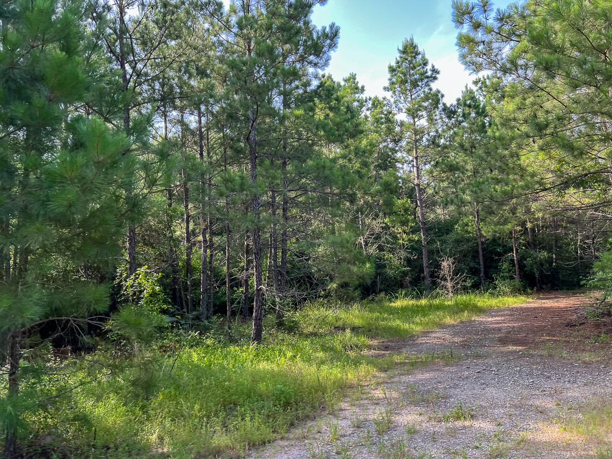 5 Fm 2989 Midway, TX 75852 - Photo 13 of 17 a view of outdoor space with trees all around