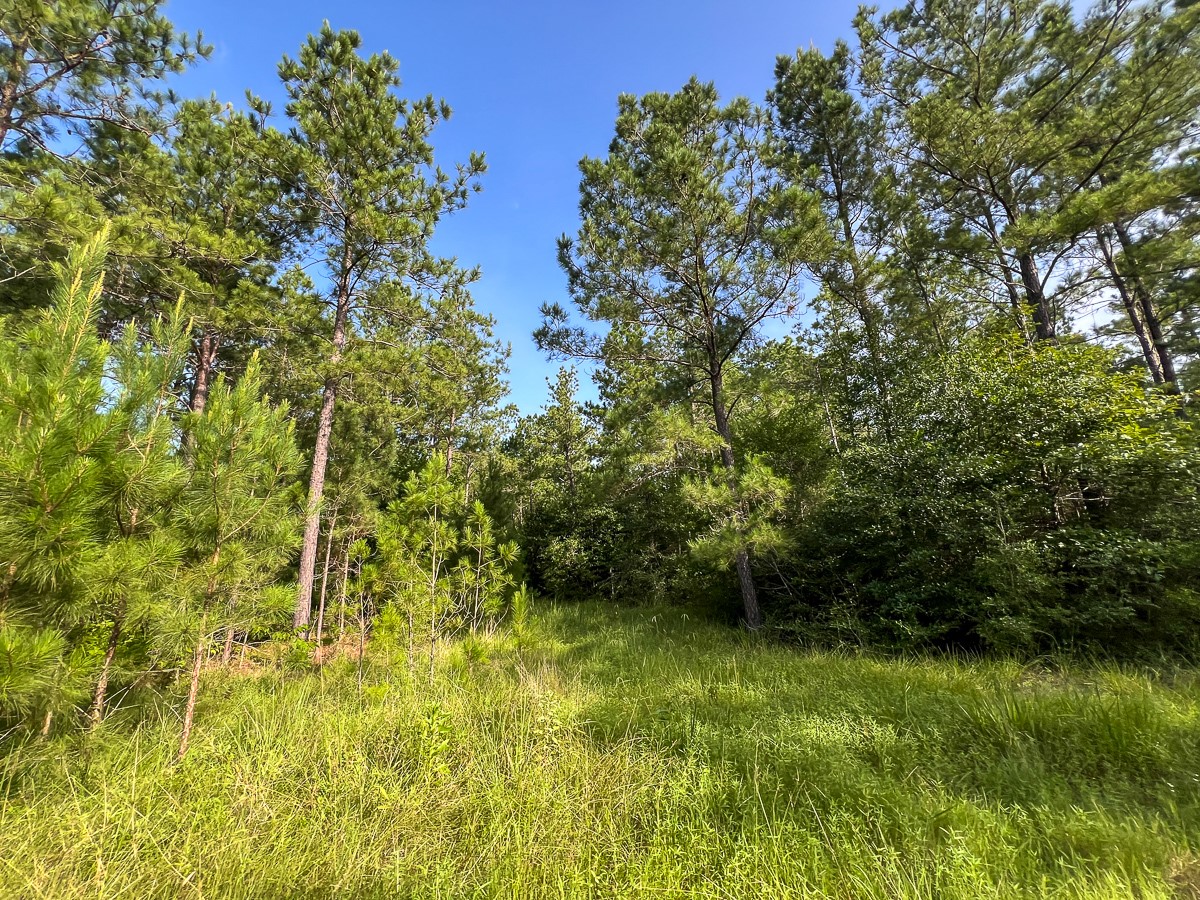 5 Fm 2989 Midway, TX 75852 - Photo 2 of 17 a view of a yard