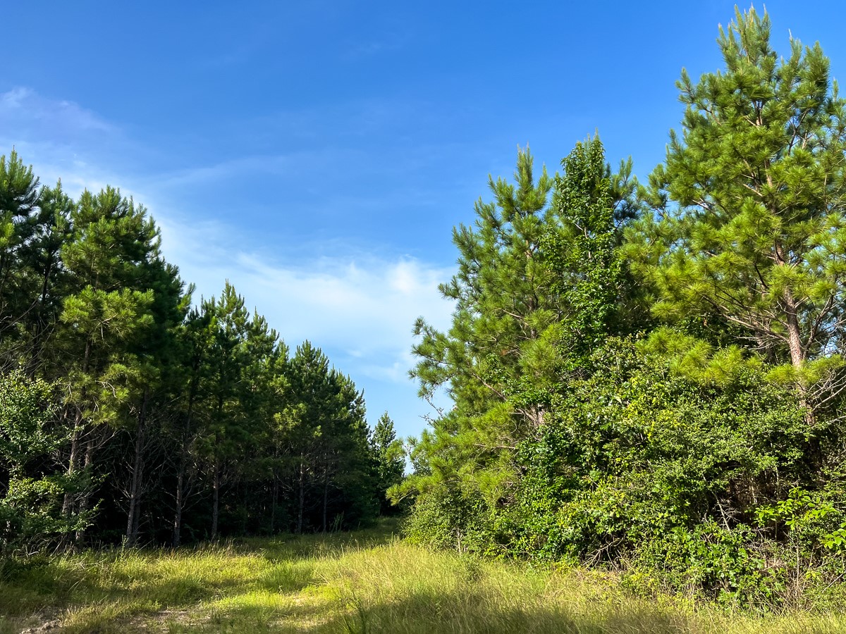 5 Fm 2989 Midway, TX 75852 - Photo 4 of 17 a view of a large yard with plants and large trees