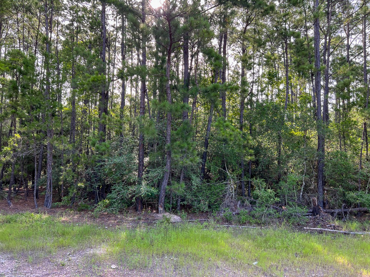 5 Fm 2989 Midway, TX 75852 - Photo 5 of 17 a view of outdoor space and yard