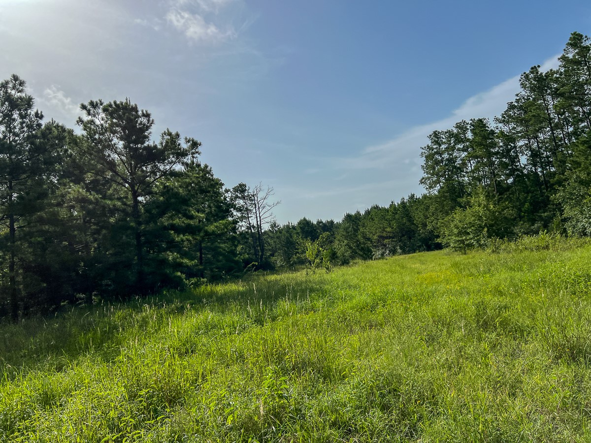 5 Fm 2989 Midway, TX 75852 - Photo 6 of 17 a view of outdoor space and yard