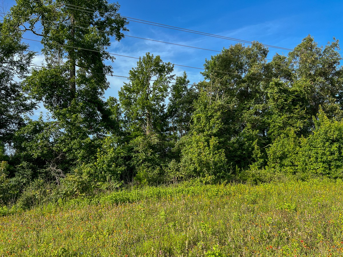 5 Fm 2989 Midway, TX 75852 - Photo 7 of 17 a view of a lush green space