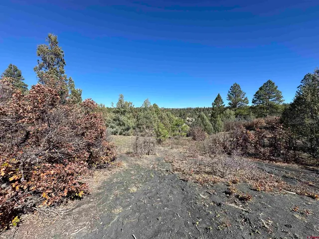a view of a yard with a tree