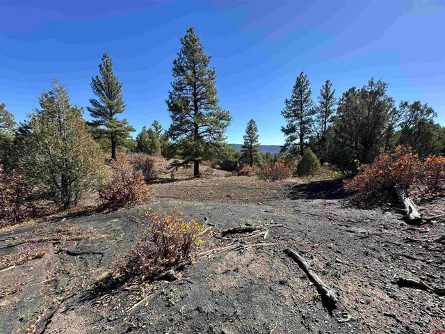 a view of a city with lush green forest