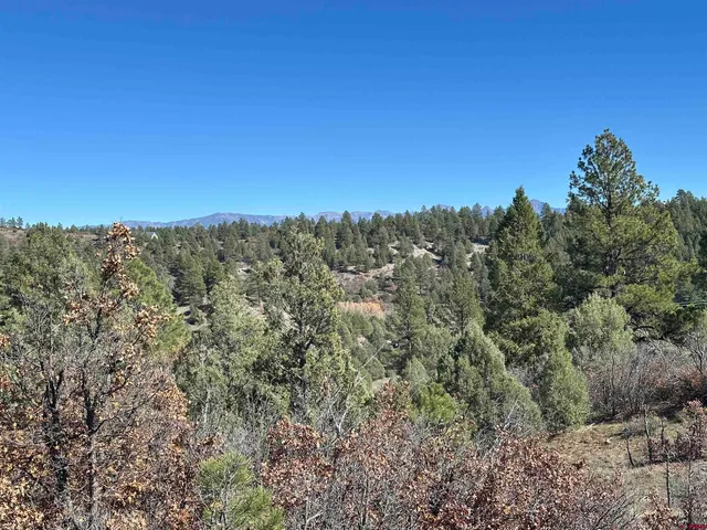 a view of a large yard with lots of trees