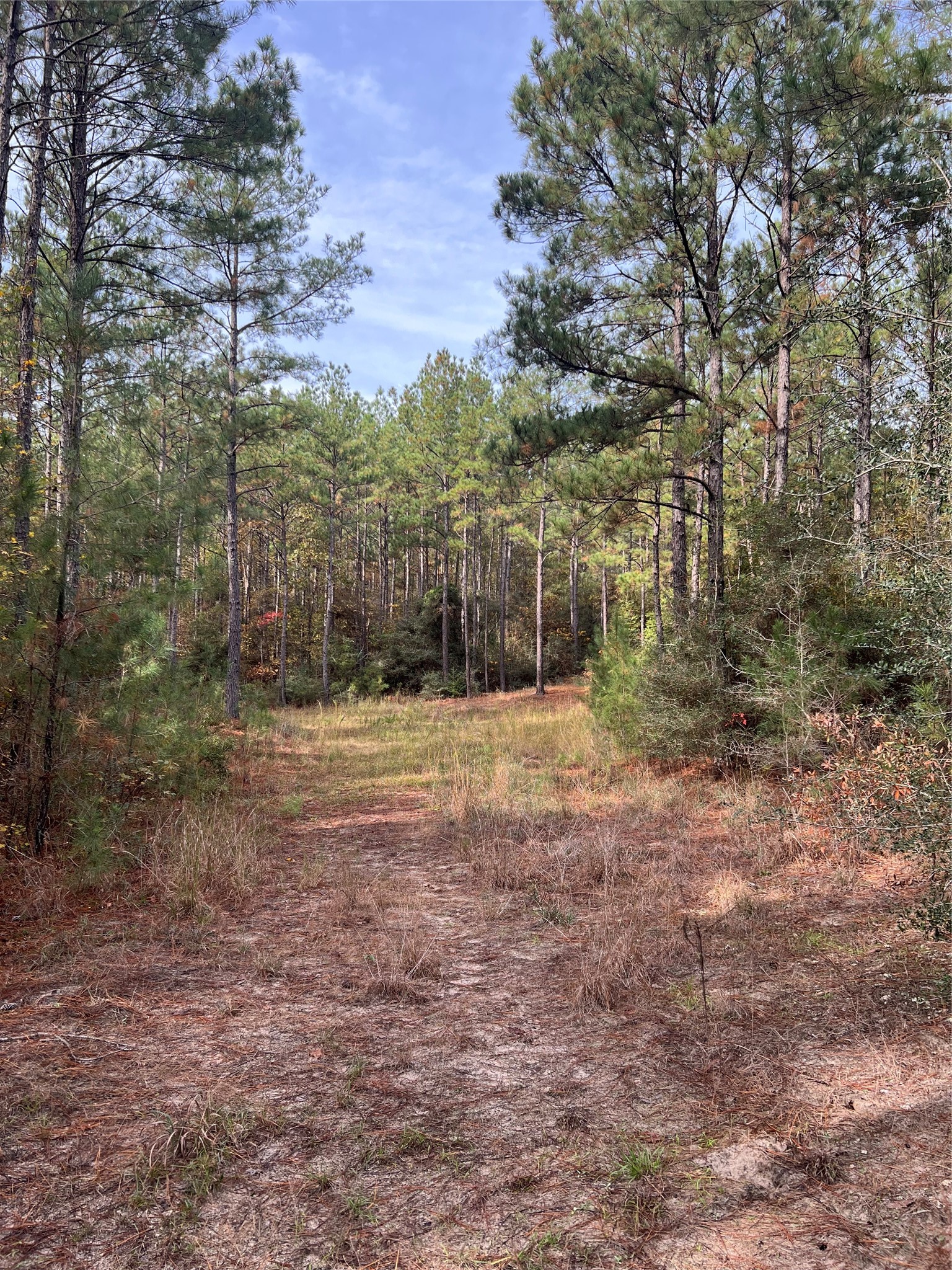1432 Fm 1745 Street Chester, TX 75936 - Photo 6 of 9 a view of a yard with trees in front of it