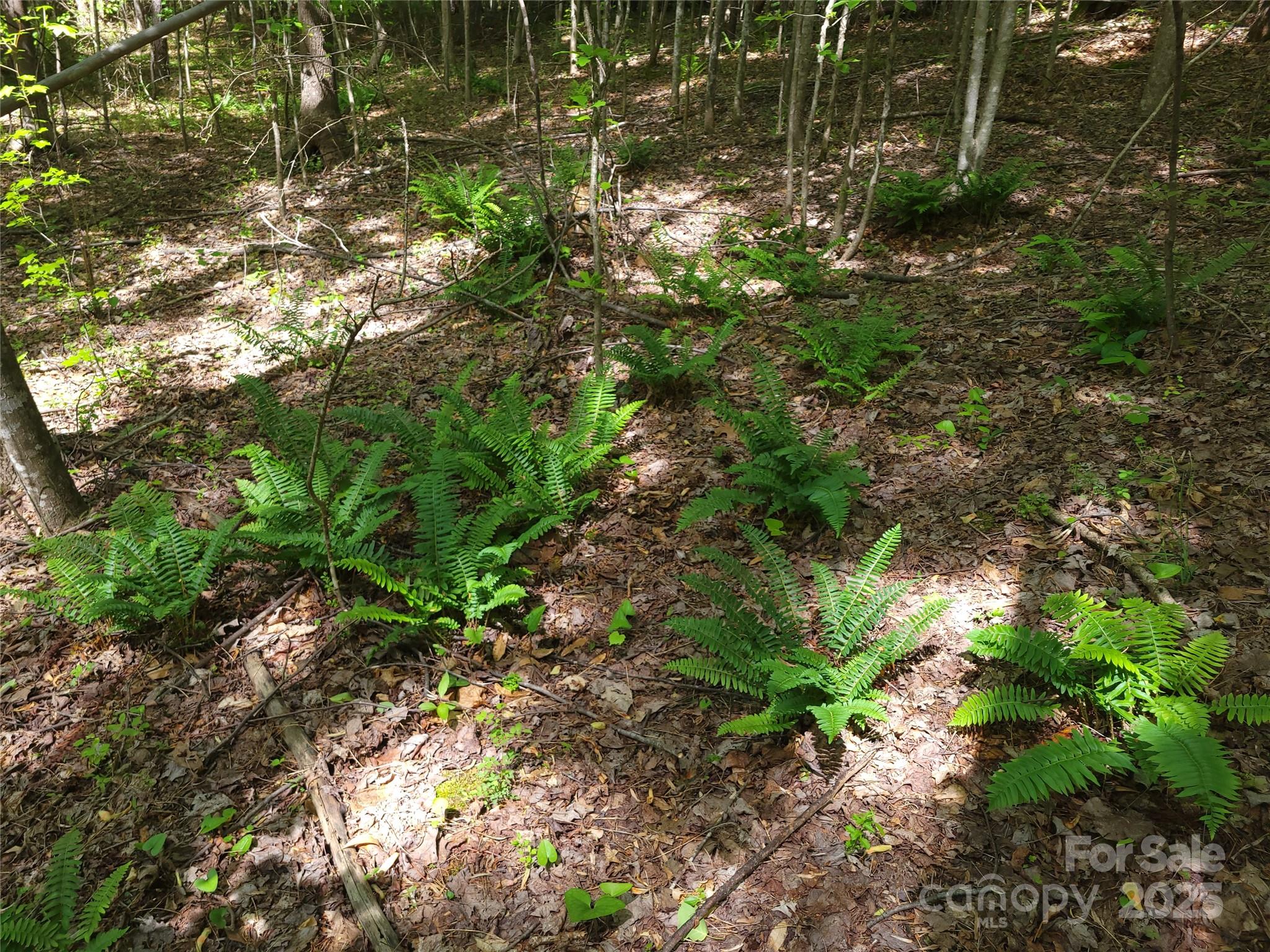 0 Skylark Lane, Unit 6 Tryon, NC 28782 - Photo 16 of 16 a plant view in yard