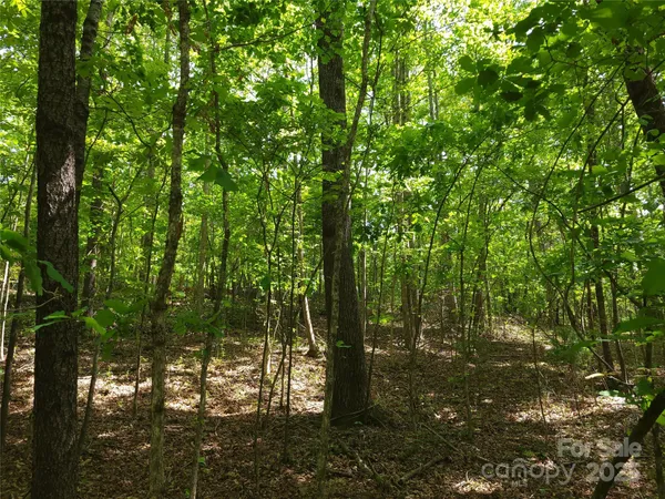 a view of forest