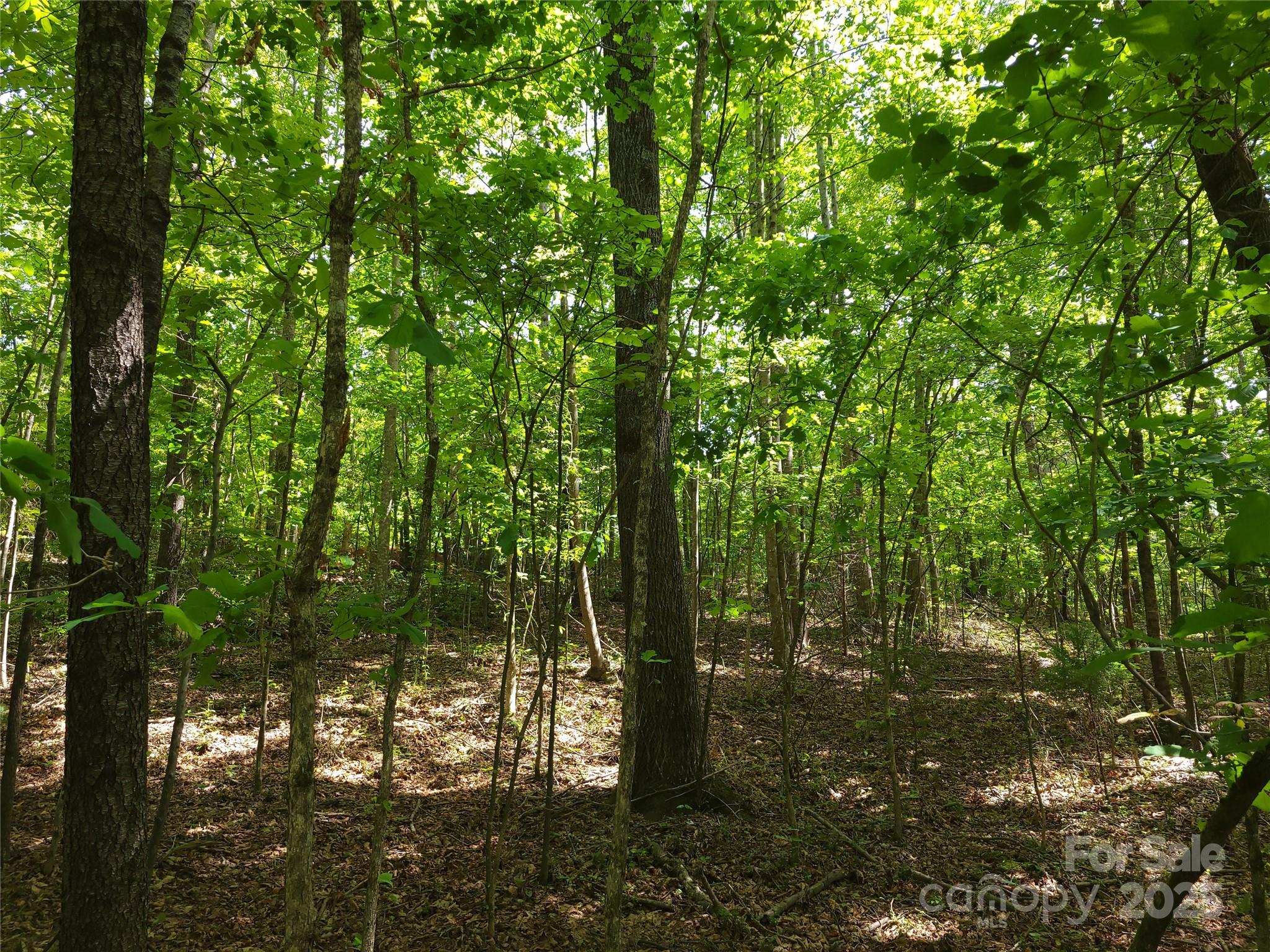0 Skylark Lane, Unit 6 Tryon, NC 28782 - Photo 4 of 16 a view of forest