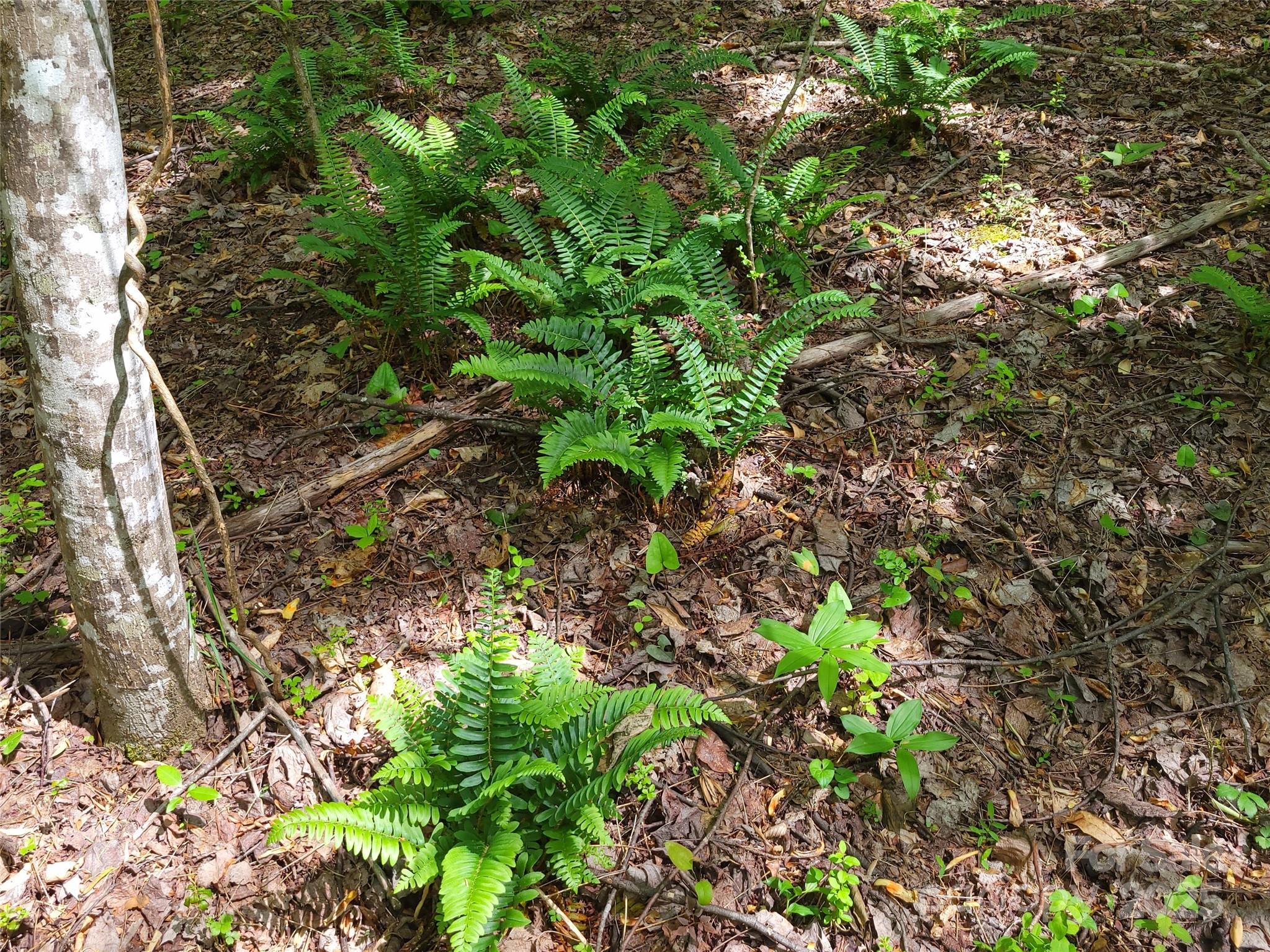 0 Skylark Lane, Unit 6 Tryon, NC 28782 - Photo 6 of 16 a backyard of a house with lots of green space and a fountain