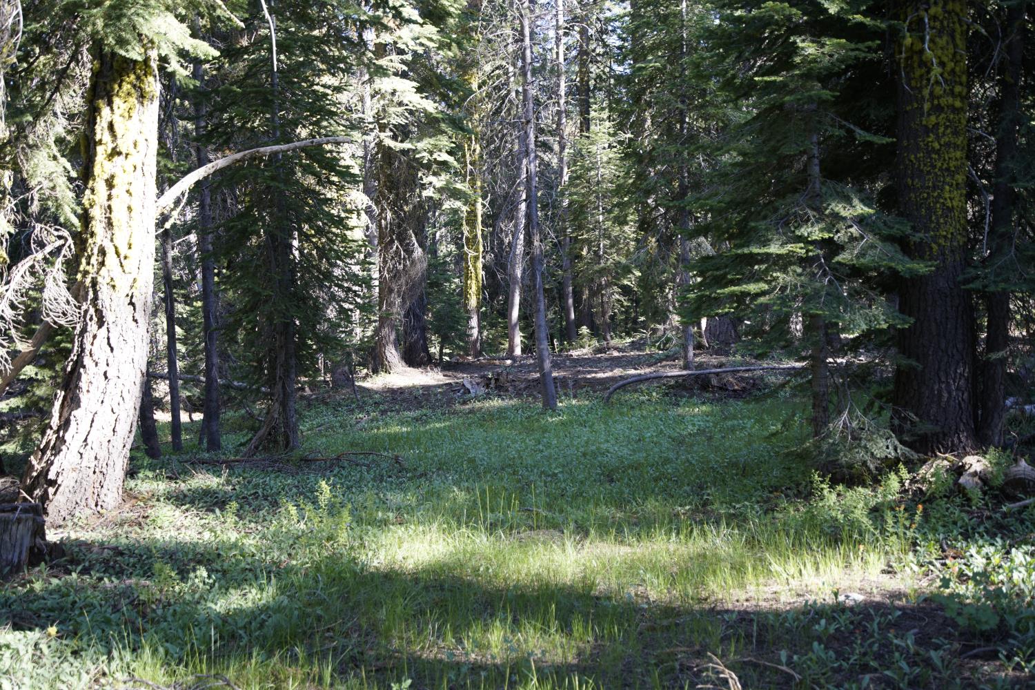 0 Forest 41 Road Sierra City, CA 96125 - Photo 20 of 30 Gallery Image 20
