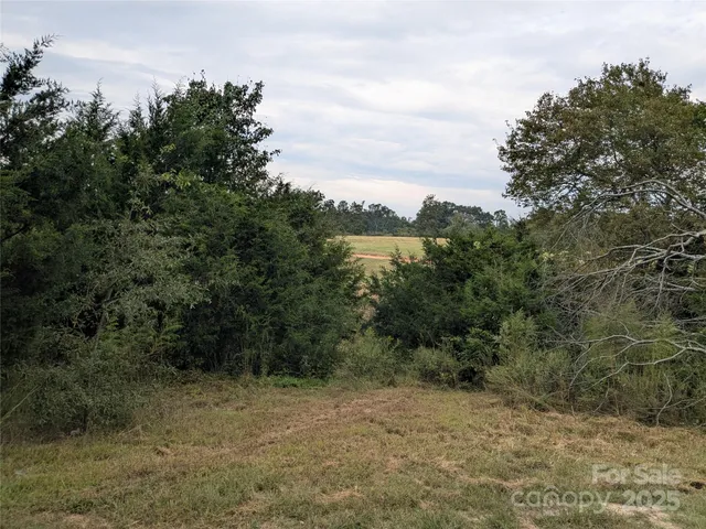 a view of a yard with plants and large trees