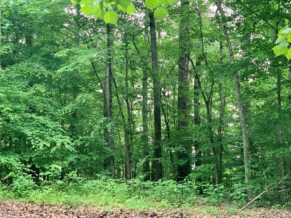 0 Red Cloud Trail Spring City, TN 37381 - Photo 45 of 49