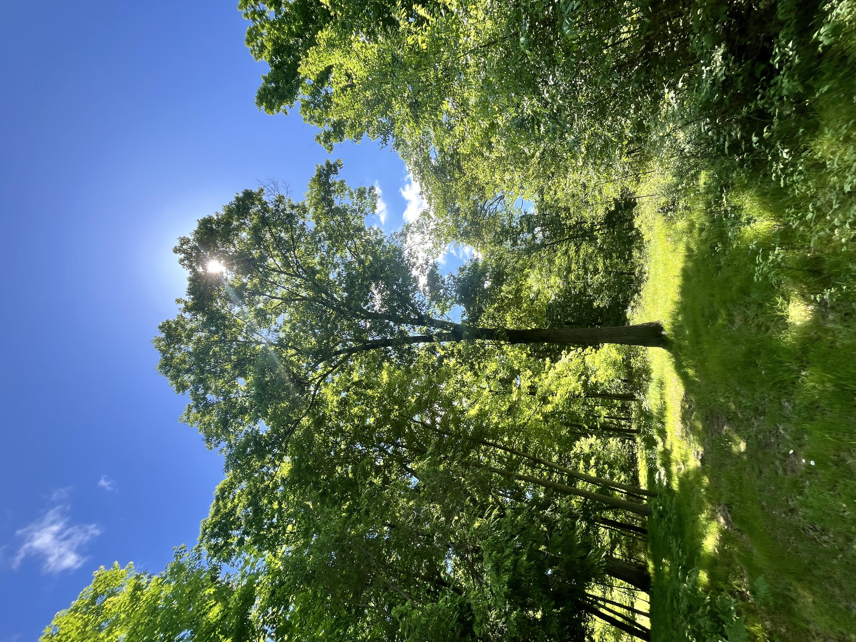 3685 Cypress Road Blanchard, MI 49310 - Photo 22 of 32 Trees 3