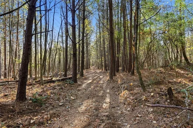 an aerial view of forest