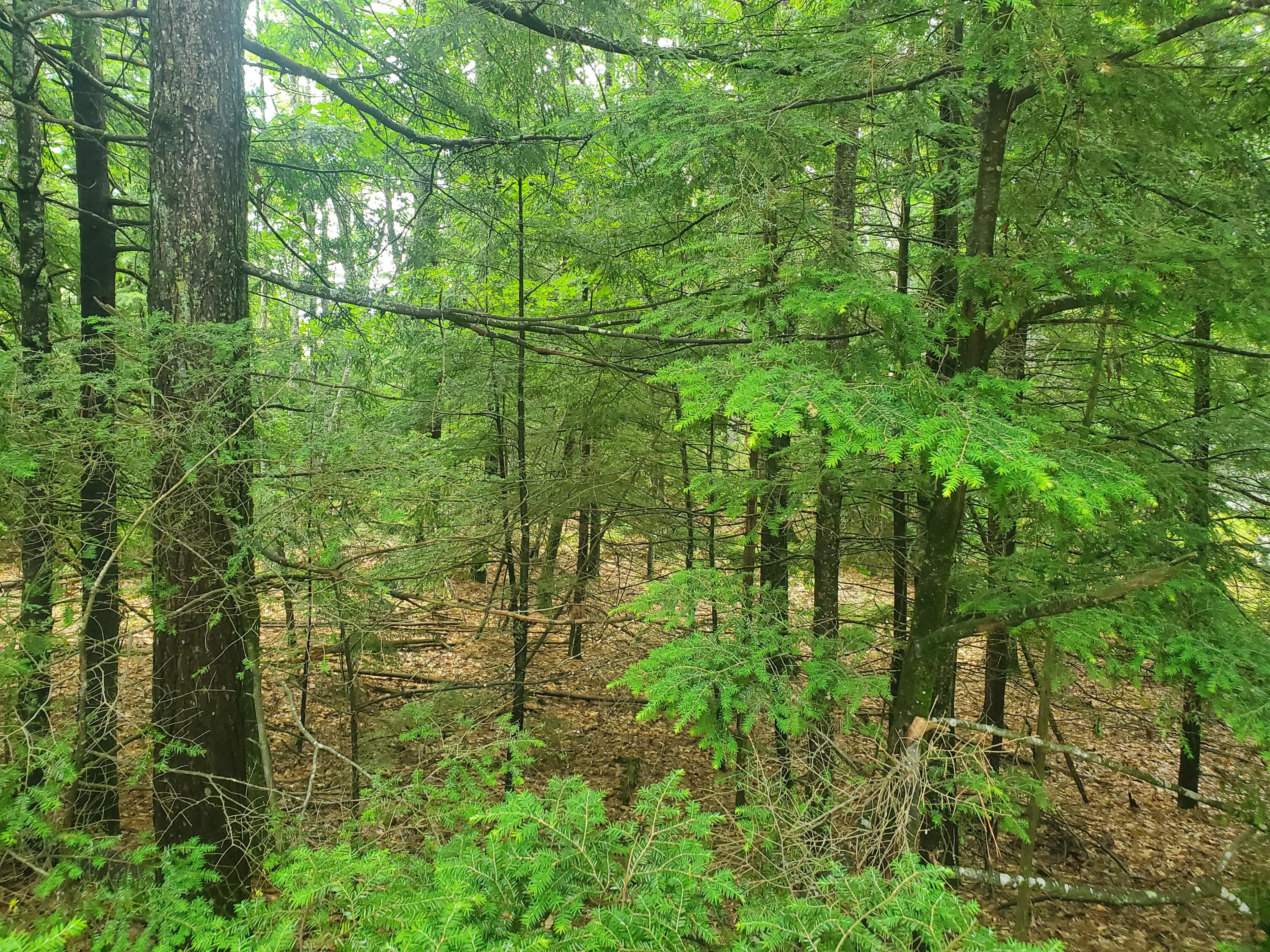 Lot #36 Beaver Brook Road Limerick, ME 04048 - Photo 15 of 18 20260626_133818