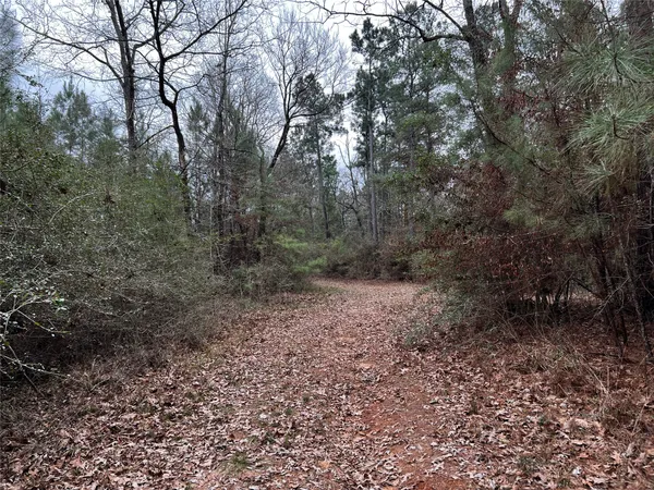 a view of a forest with trees in the background