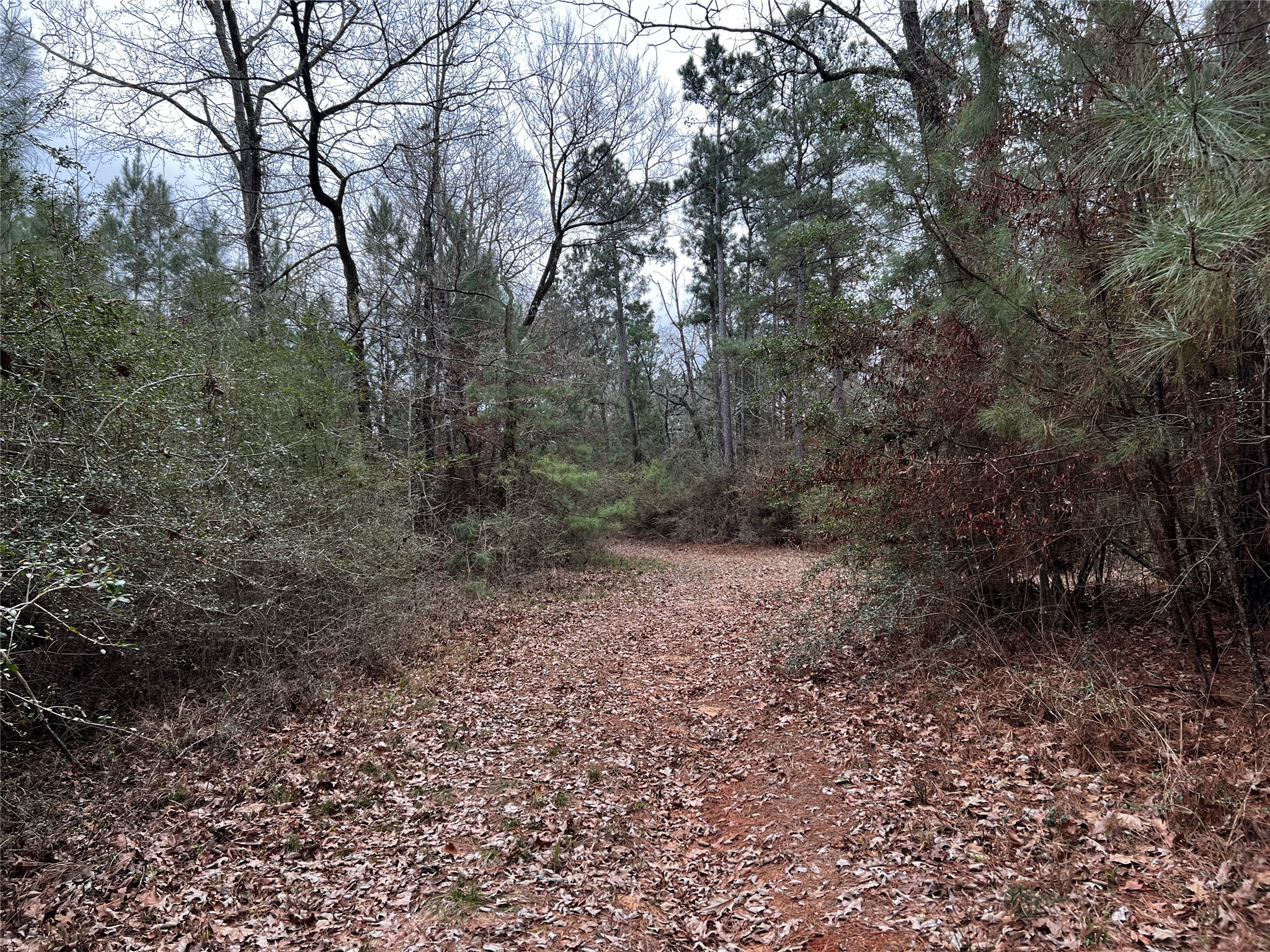 207 County Road 207 Buffalo, TX 75831 - Photo 2 of 10 a view of a forest with trees in the background