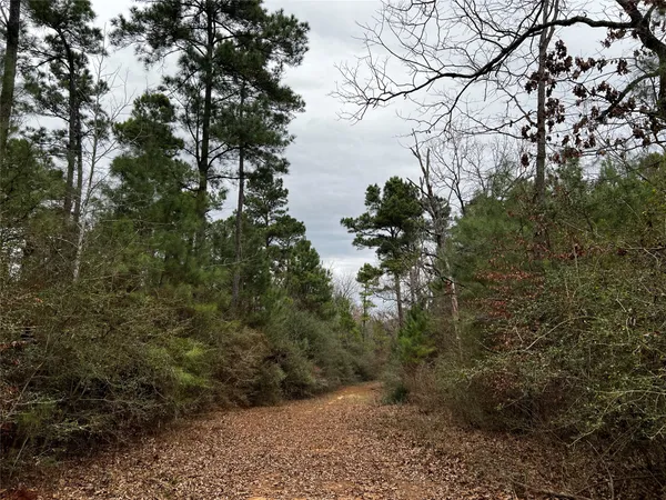 a view of a forest with a tree